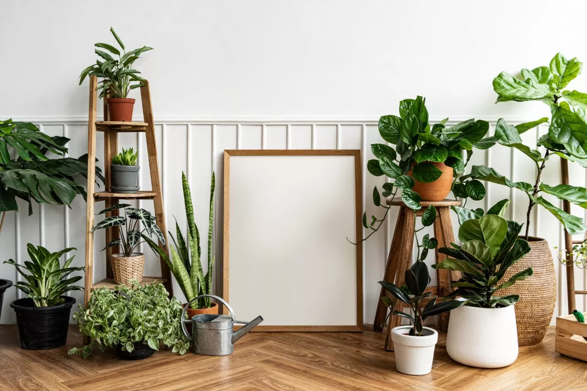 21 planten om in een kamer te zetten