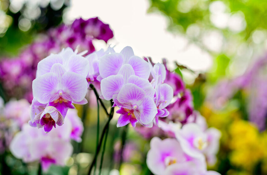 Dit eenvoudige bak-ingrediënt laat je orchideeën in een mum van tijd opfleuren