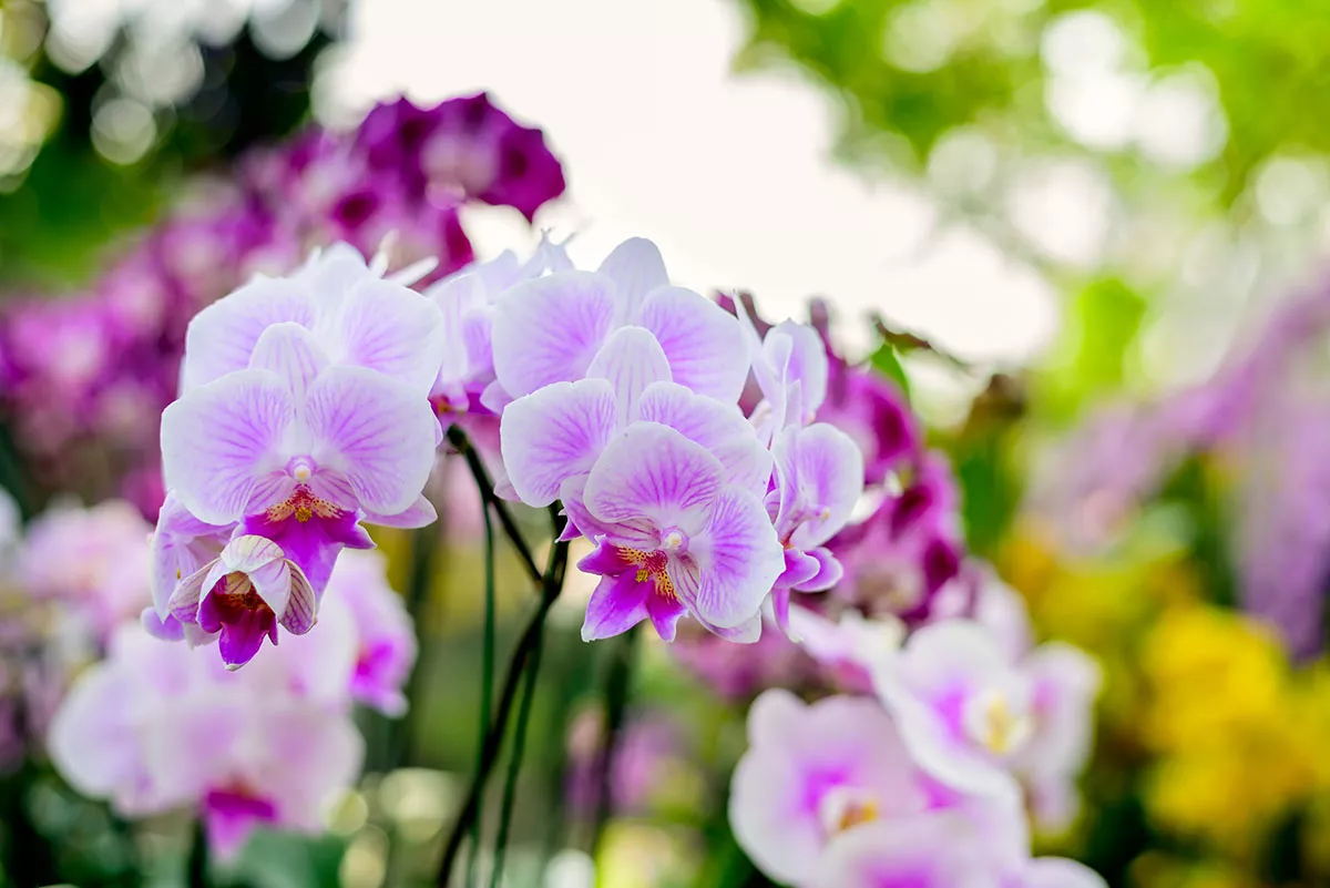 Dit eenvoudige bak-ingrediënt laat je orchideeën in een mum van tijd opfleuren