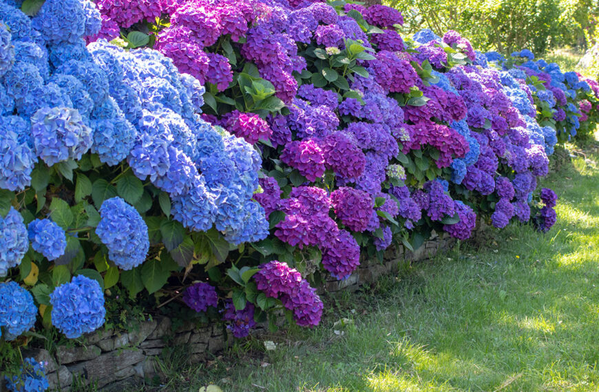 Het is het ideale moment om je hortensia's te snoeien