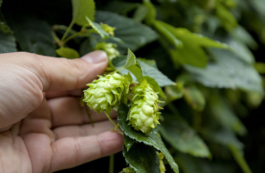 Houblon in de tuin