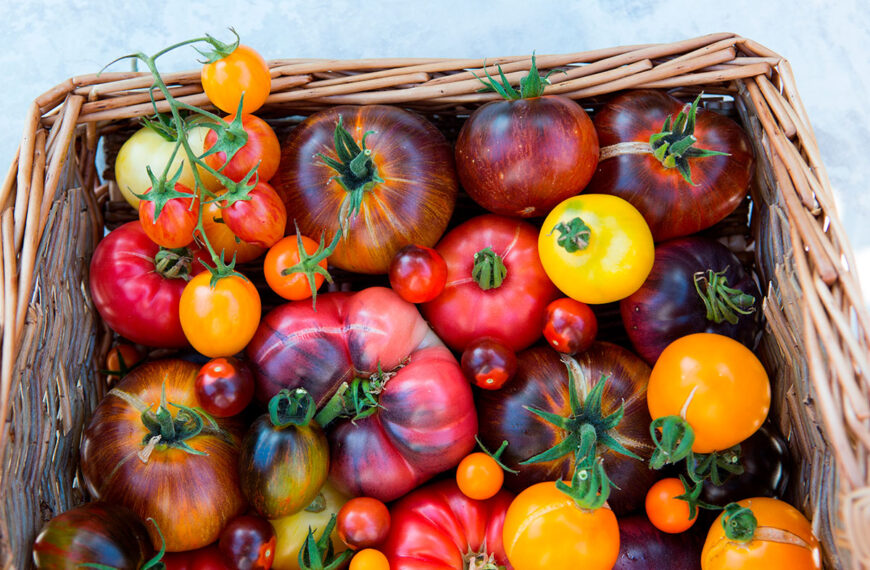 Kunnen we echt de beste tomaten proeven in februari