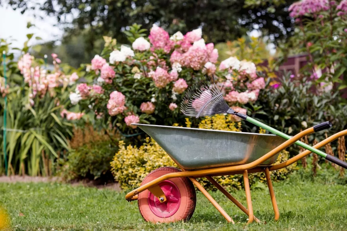 Laatste kans om deze 3 bloemen te planten en uw tuin in de lente prachtig te maken!