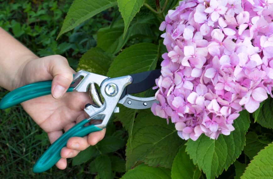 Mis deze stap niet voor maart: uw hortensia's zullen er alleen maar mooier uit zien