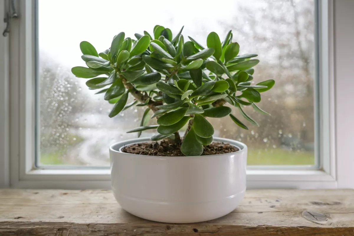 Plante de jade