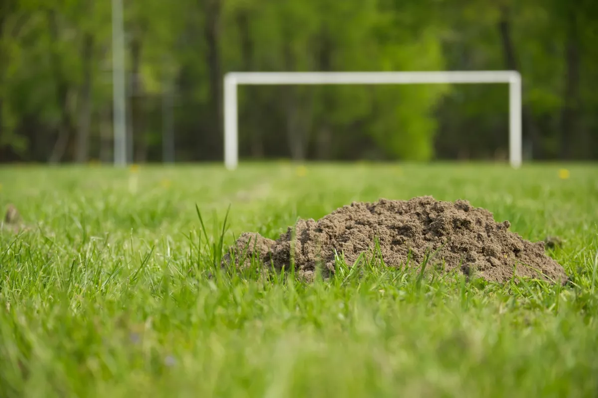 Zeg vaarwel tegen mollen in je tuin met deze onweerstaanbare afweerplant