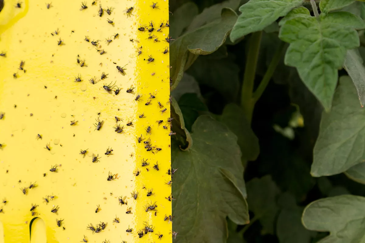 worden uw kamerplanten gekoloniseerd door potgrondmuggen