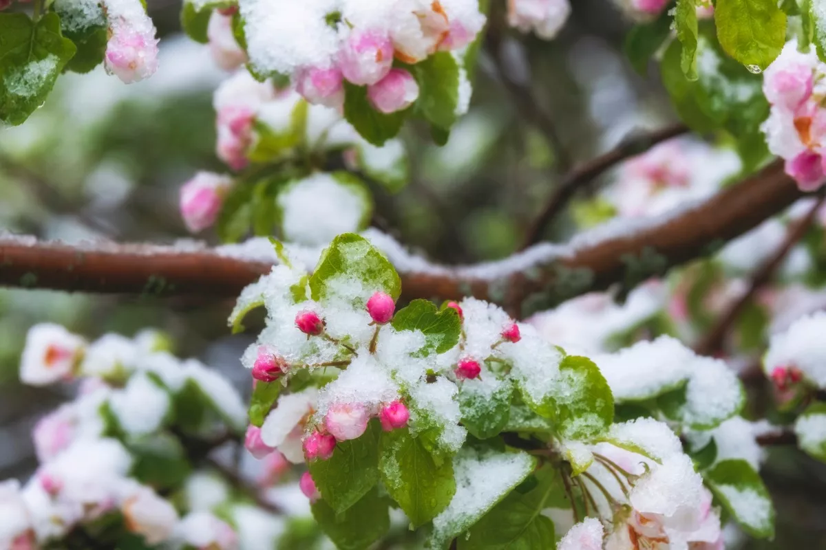 fleurs neige