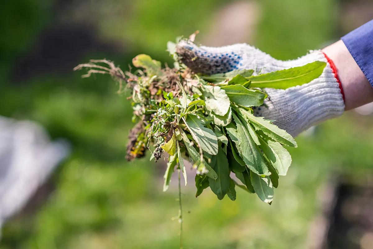 De natuurlijke oplossing tegen onkruid bestaat... en het is het ideale moment om het te planten!