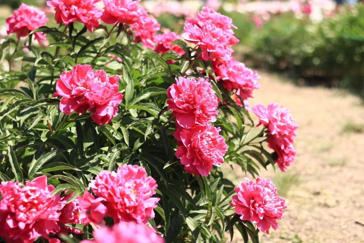 Deze bijzondere bloem kan tot 10 jaar leven, maar je moet haar nu planten