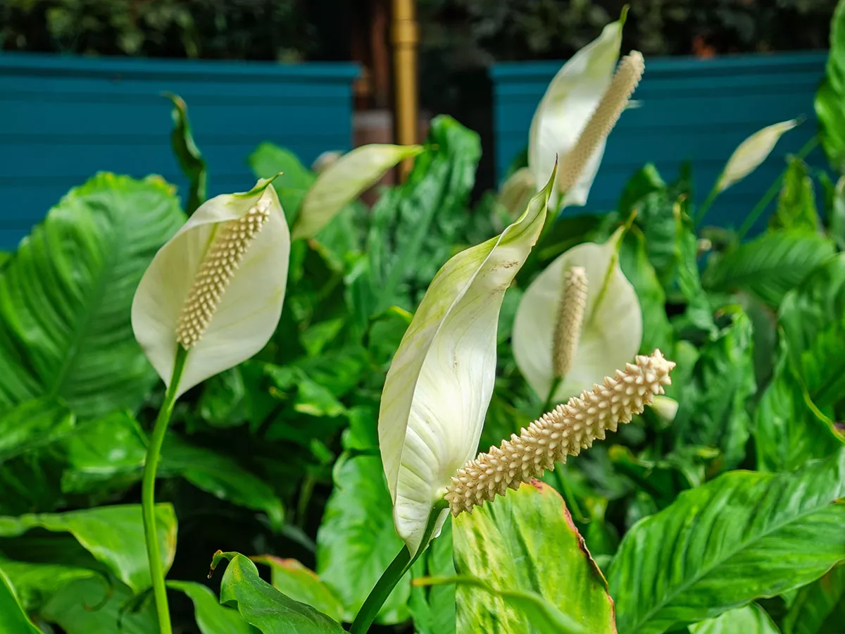 Deze mooie en effectieve plant absorbeert vocht en zuivert uw interieur op natuurlijke wijze