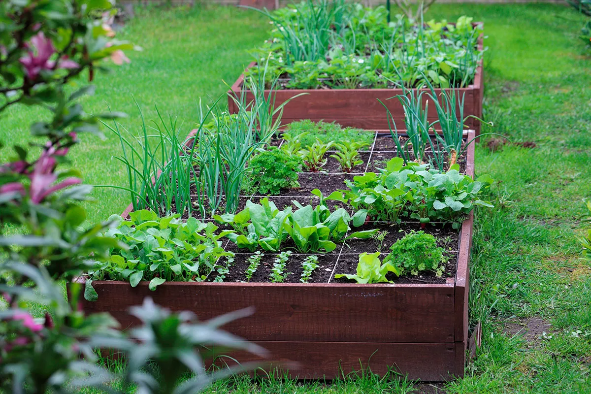 Moestuin onmisbare groenten om in maart te planten voor een mooie oogst