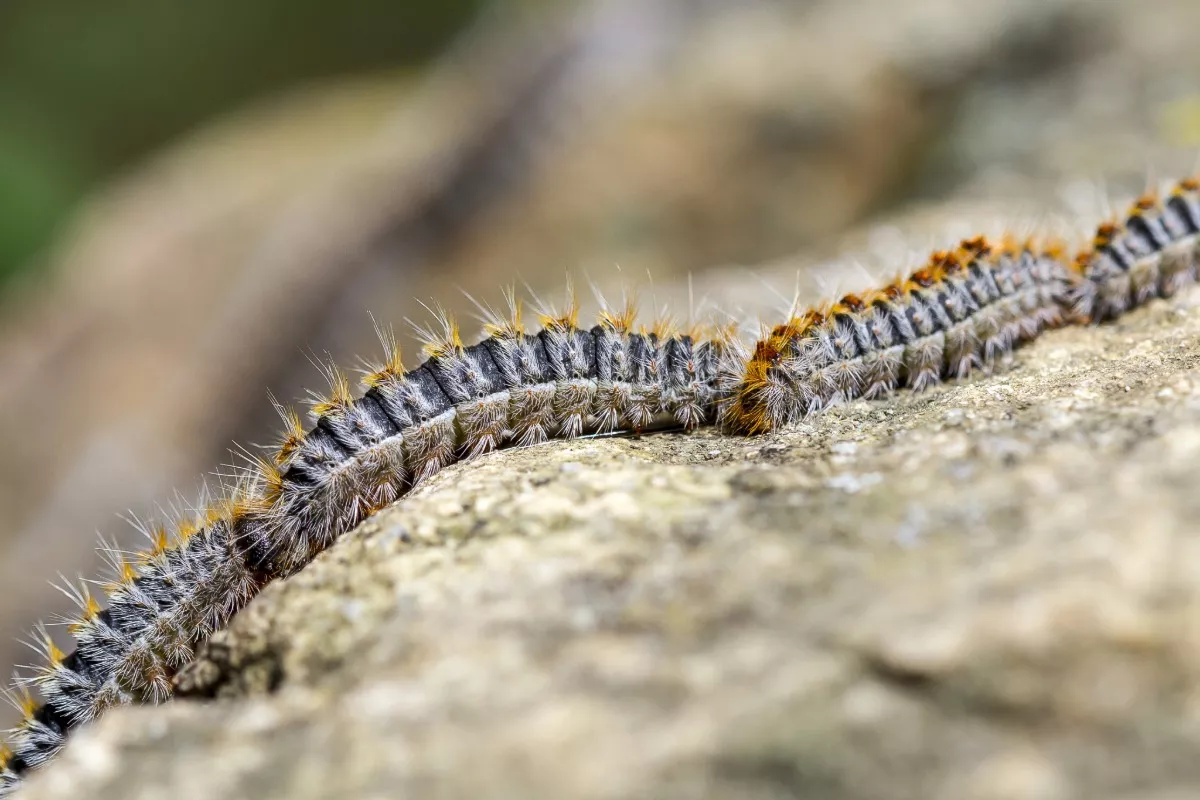 Tref nu actie om de invasie van deze potentieel gevaarlijke plaag in de lente te voorkomen