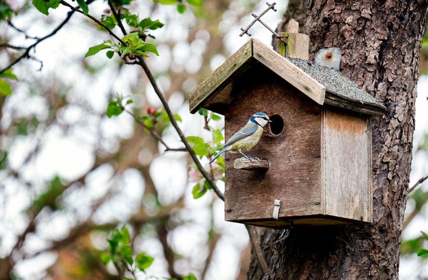 Tuinieren in maart: deze veelvoorkomende fout brengt broedende vogels in gevaar