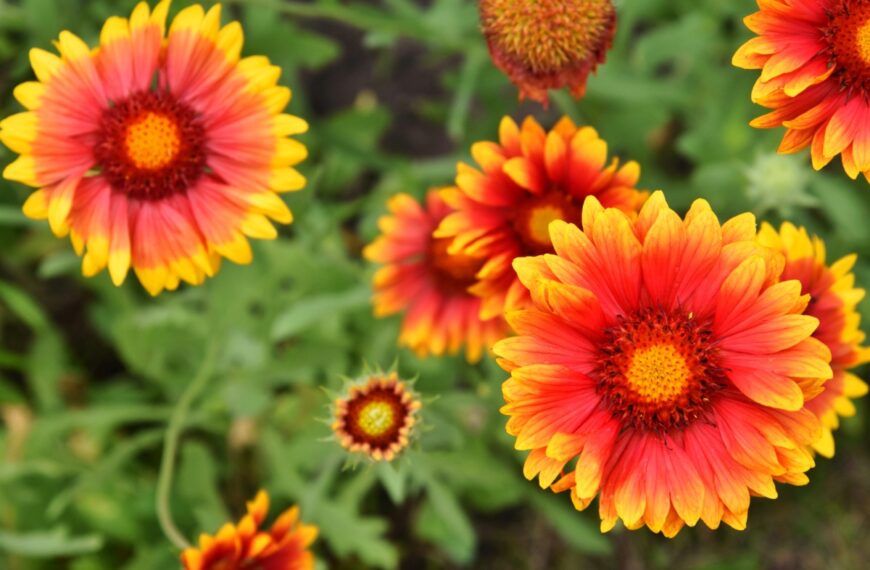 Vergeet zonnebloemen en margrieten: deze kleurrijke plant is supersterk en fleurt elke tuin op