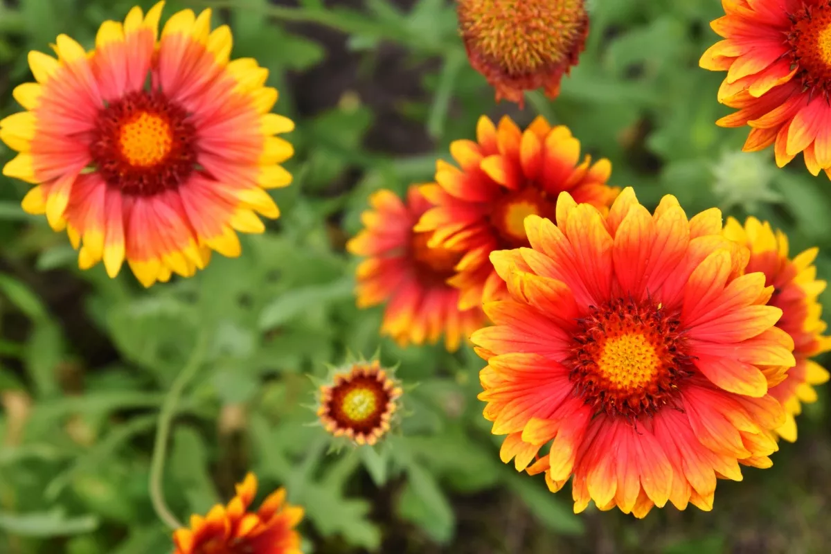 Vergeet zonnebloemen en margrieten: deze kleurrijke plant is supersterk en fleurt elke tuin op