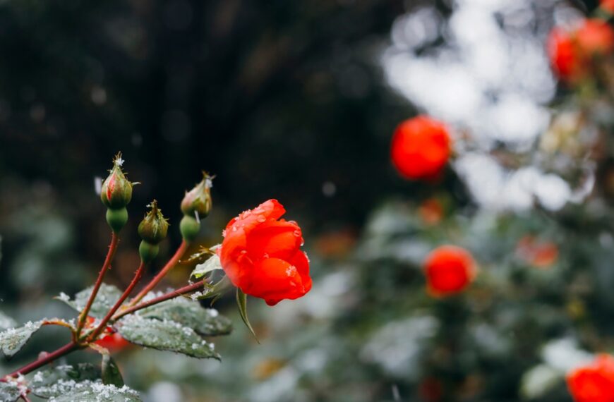 Wees op je hoede voor de "valse lente", een weersverschijnsel dat tuinders elk jaar bedriegt