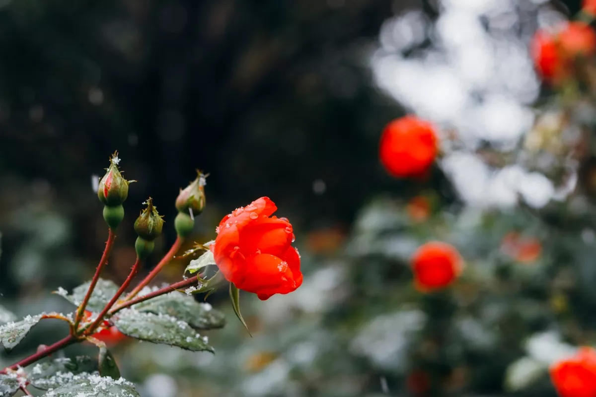 Wees op je hoede voor de "valse lente", een weersverschijnsel dat tuinders elk jaar bedriegt