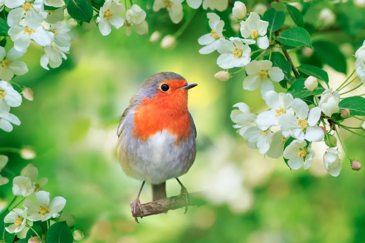 Wetenschappers staan met verbazing voor dit vogel supervermogen