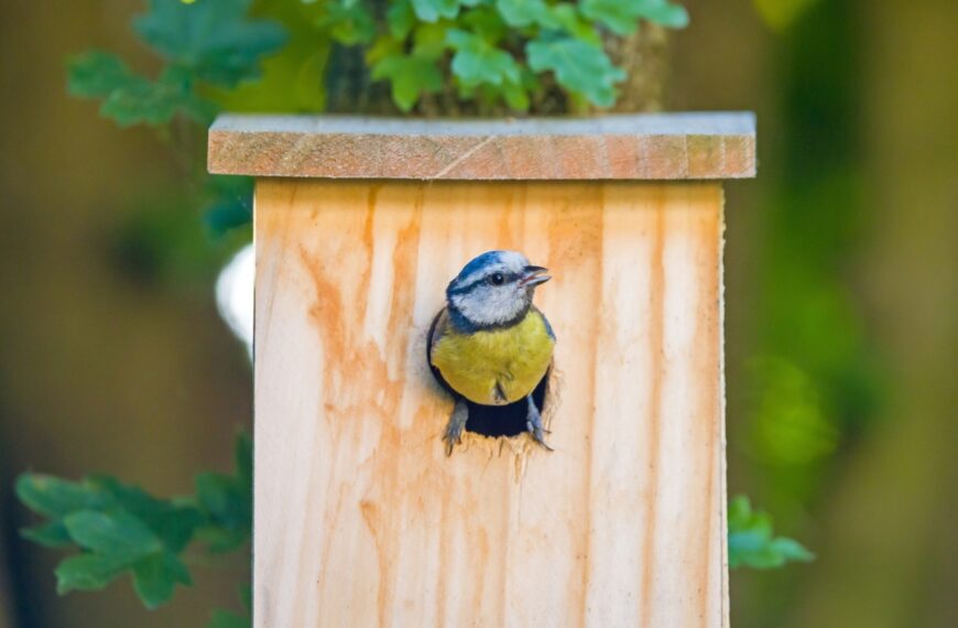 Wil je mezen aantrekken in je tuin? Dit vogelhuisje is ideaal