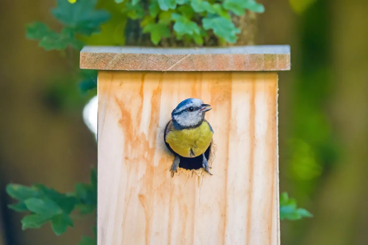 Wil je mezen aantrekken in je tuin? Dit vogelhuisje is ideaal