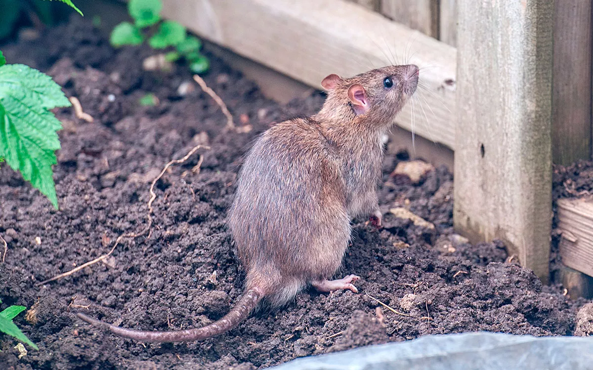 Zonder het te weten trekt dit alledaagse voorwerp ratten aan in jouw huis... zo voorkom je het